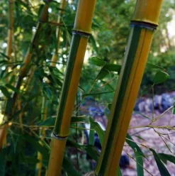 Jardintropic Bambous | - Phyllostachys aureosulcata spectabilis pot de 15 litres - 200/250cm