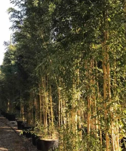 Jardintropic Bambous | - Phyllostachys aureosulcata aureocaulis pot de 15l - 120/150cm
