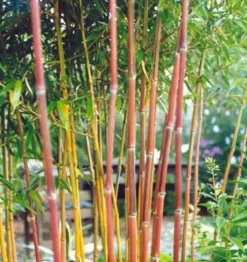 Jardintropic Bambous | - Phyllostachys aureosulcata spectabilis pot de 5 litres - 120/150 cm