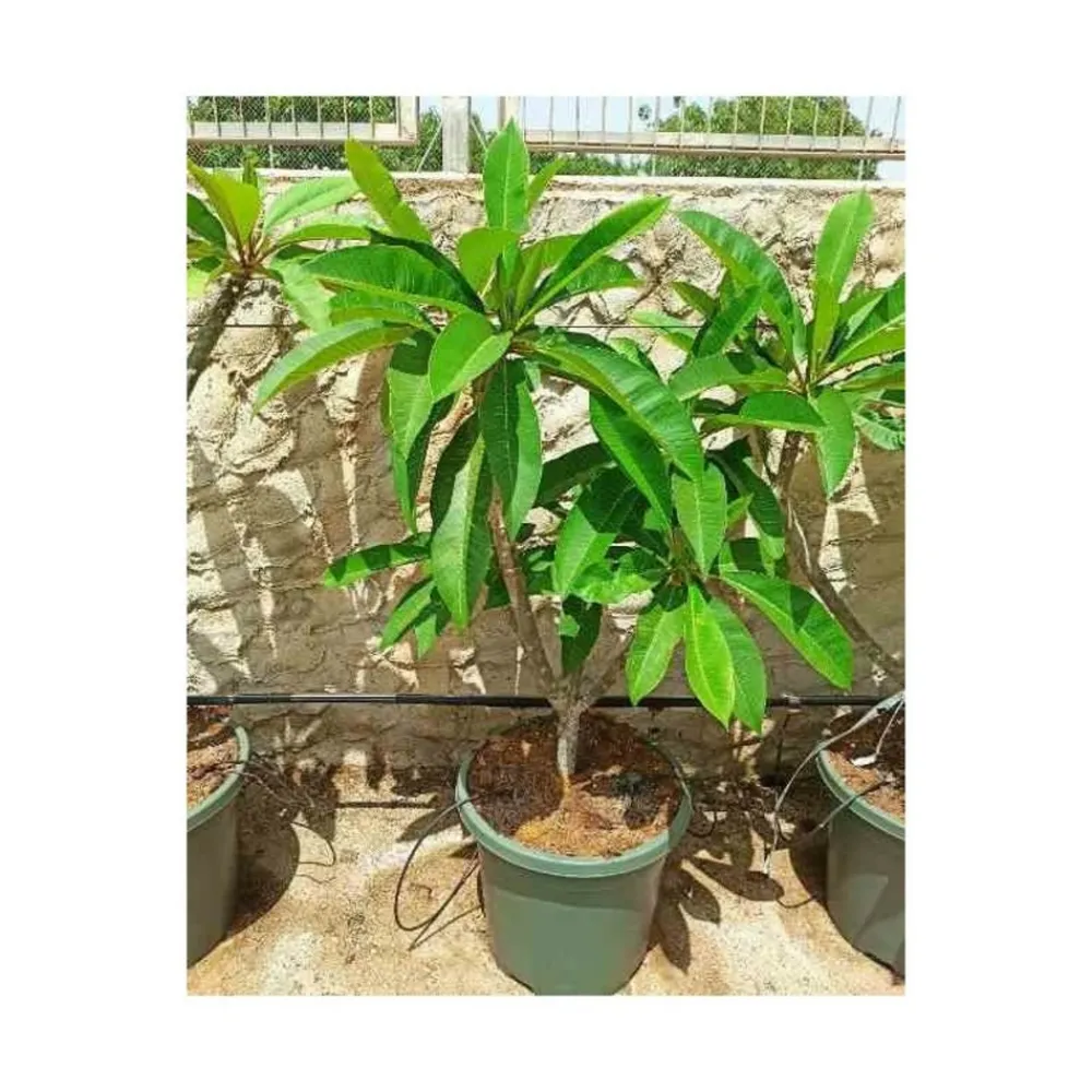 Jardintropic - Plumeria rubra blanc à coeur jaune (frangipanier) pot de 65l - 130/150cm Outlet