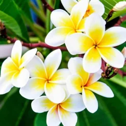 Jardintropic - Plumeria rubra blanc à coeur jaune (frangipanier) pot de 65l - 130/150cm Outlet