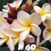 Jardintropic - Plumeria rubra "p60" (frangipanier) pot de 2 litres ? 20/30 cm - couleur floraison:blanc/jaune/rose New