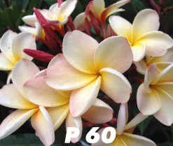 Jardintropic - Plumeria rubra "p60" (frangipanier) pot de 2 litres ? 20/30 cm - couleur floraison:blanc/jaune/rose New