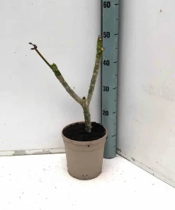 Jardintropic Plantes Fleuries | - Plumeria rubra rose (frangipanier) pot de 2 litres ? 10/30cm