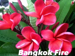 Jardintropic Plantes Fleuries | - Plumeria rubra "toppicana" (frangipanier) pot de 2 litres ? 20/30 cm - couleur floraison:blanc/jaune/rose