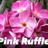 Jardintropic Plantes Fleuries | - Plumeria rubra "pink ruffle" (frangipanier) pot de 2 litres ? 20/30 cm