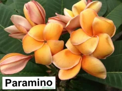 Jardintropic Plantes Fleuries | - Plumeria rubra "e-som" (frangipanier) pot de 2 litres ? 20/30 cm -orange