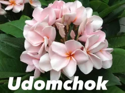 Jardintropic Plantes Fleuries | - Plumeria rubra "udomchok" (frangipanier) pot de 2 litres ? 20/30 cm - couleur floraison:blanc et rose