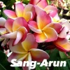 Jardintropic Plantes Fleuries | - Plumeria rubra "ligne nam tan" (frangipanier) pot de 2 litres ? 20/30 cm -