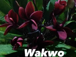 Jardintropic Plantes Fleuries | - Plumeria rubra "wakwo" (frangipanier) pot de 2 litres ? 20/30 cm - couleur floraison:violet