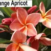Jardintropic Plantes Fleuries | - Plumeria rubra "heidi gold" (frangipanier)- pot de 2 litres ? 20/30 cm