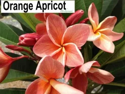 Jardintropic Plantes Fleuries | - Plumeria rubra "heidi gold" (frangipanier)- pot de 2 litres ? 20/30 cm