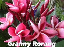 Jardintropic Plantes Fleuries | - Plumeria rubra "granny rorang" (frangipanier) pot de 2 litres ? 20/30 cm