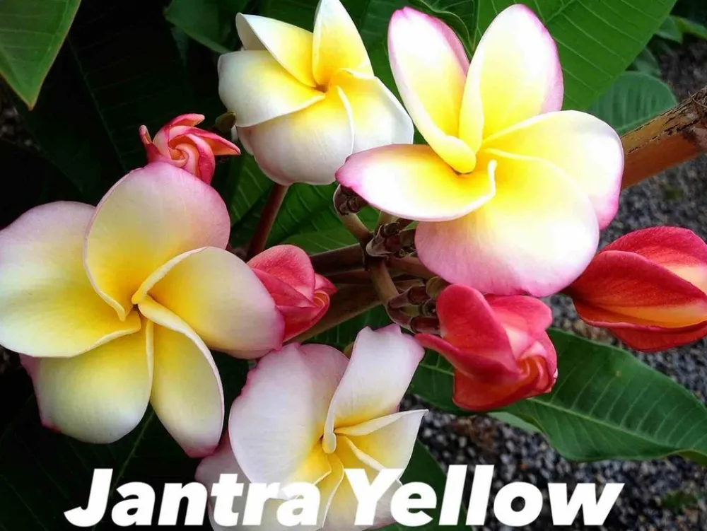 Jardintropic - Plumeria rubra "jantra jaune" (frangipanier) pot de 2 litres ? 20/30 cm - couleur floraison:tricolore Best