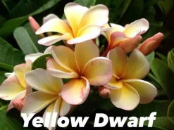 Jardintropic Plantes Fleuries | - Plumeria rubra "tippratumporn" (frangipanier) couleur floraison:orange - pot de 2 litres ? 20/30 cm
