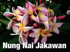 Jardintropic Plantes Fleuries | - Plumeria rubra "nung nai jakawan" (frangipanier) pot de 2 litres ? 20/30 cm - couleur floraison:blanc/jaune/rose