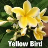 Jardintropic Plantes Fleuries | - Plumeria rubra "miss pratum" (frangipanier) pot de 2 litres ? 20/30 cm - couleur floraison:tricolore
