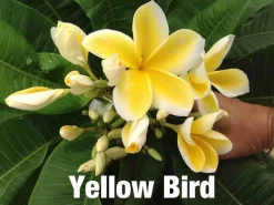 Jardintropic Plantes Fleuries | - Plumeria rubra "miss pratum" (frangipanier) pot de 2 litres ? 20/30 cm - couleur floraison:tricolore
