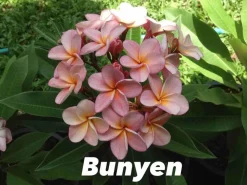 Jardintropic Plantes Fleuries | - Plumeria rubra "bunyen" (frangipanier) pot de 2 litres ? 20/30 cm