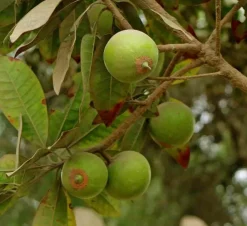 Jardintropic Plantes Méditerranéennes | - Pouteria obovata (lucuma, lucumo, fruit-oeuf) pot de 25l - 160/180cm