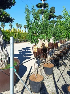 Jardintropic Plantes Méditerranéennes | - Prunus dulcis (amandier) pot de 30l -160/180 cm