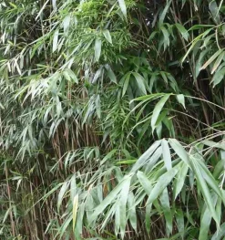 Jardintropic Bambous | - Pseudosasa japonica pot de 2 litres ? 40/60 cm