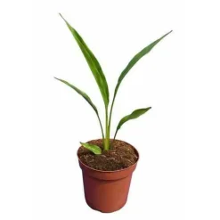Jardintropic - Ravenala madagascariensis (arbre du voyageur) 50 litres - pied 60/80 total:250/300cm Discount