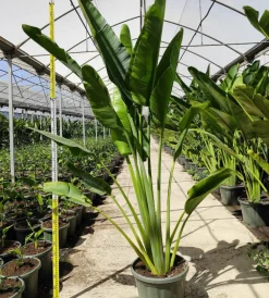 Jardintropic - Ravenala madagascariensis (arbre du voyageur) 50 litres - pied 60/80 total:250/300cm Discount