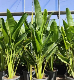 Jardintropic - Ravenala madagascariensis (arbre du voyageur) pot de 25l - 180/200cm Discount