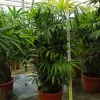 Jardintropic - Rhapis excelsa (palmier bambou) pot de 50 litres ? 180/200 cm Sale