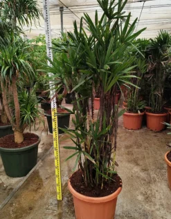 Jardintropic - Rhapis excelsa (palmier bambou) pot de 50 litres ? 180/200 cm Sale