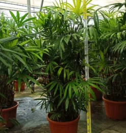 Jardintropic Plantes Méditerranéennes | - Rhapis excelsa (palmier bambou) pot de 25l - 150/175cm