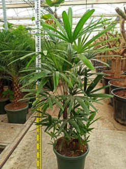 Jardintropic Plantes Méditerranéennes | - Rhapis excelsa (palmier bambou) pot de 25l - 150/175cm