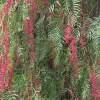 Jardintropic Plantes Méditerranéennes | - Schinus molle (faux poivrier, poivre rose) pot de 3 litres ? 60/80 cm