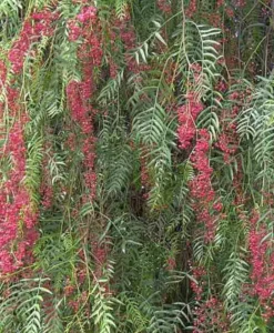 Jardintropic Plantes Méditerranéennes | - Schinus molle (faux poivrier, poivre rose) pot de 3 litres ? 60/80 cm