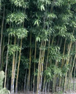 Jardintropic - Semiarundinaria fastuosa var.viridis pot de 10l - 180/220cm Discount