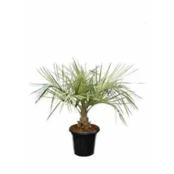 Jardintropic - Spécimen de butia capitata (palmier à vin ou gelée) pot de 2 litres ? 20/30 cm Best