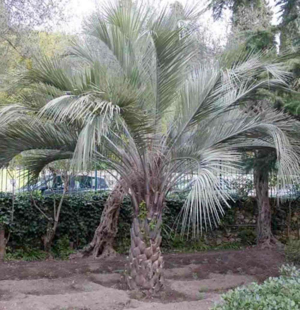 Jardintropic - Spécimen de butia capitata (palmier à vin ou gelée) pot de 2 litres ? 20/30 cm Best