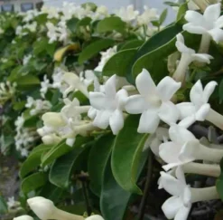 Jardintropic Plantes Fleuries | - Stephanotis floribunda (jasmin de madagascar) pot de 25l - 200-225cm