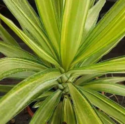Jardintropic - Yucca elephantipes 'jewel' (yucca pied d'éléphant) pot de 130l 150/175cm Sale