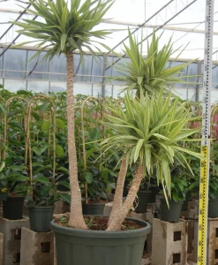 Jardintropic - Yucca elephantipes 'jewel' (yucca pied d'éléphant) pot de 130l 150/175cm Sale
