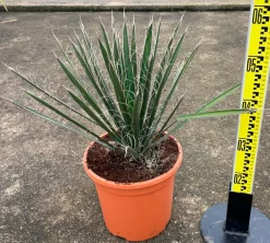 Jardintropic Plantes Grimpantes | - Yucca filifera (palmier de saint pierre) pot de 2 litres - 20/40 cm