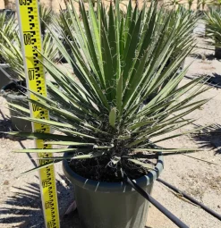 Jardintropic Plantes Grimpantes | - Yucca filifera (palmier de saint pierre) pot de 130l 150/175cm