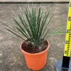 Jardintropic - Yucca filifera (palmier de saint pierre) pot de 25l - 80/100cm Best