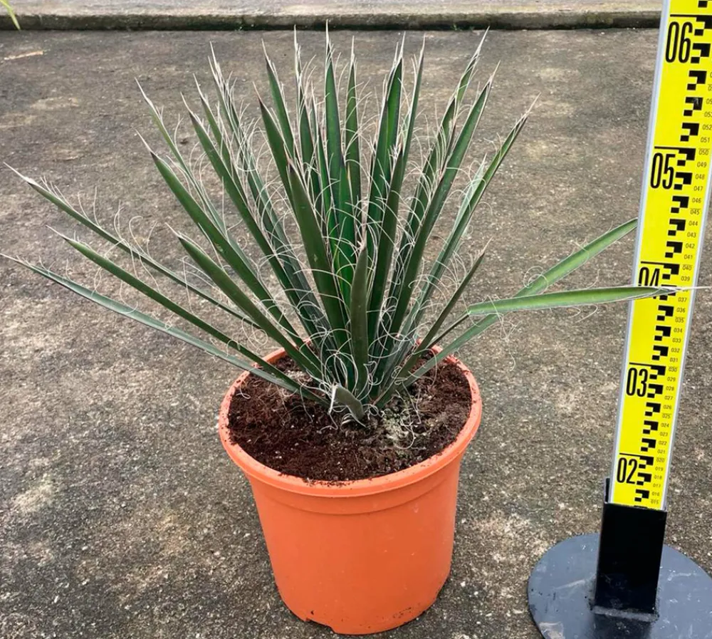 Jardintropic - Yucca filifera (palmier de saint pierre) pot de 25l - 80/100cm Best