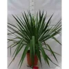 Jardintropic Plantes Méditerranéennes | - Yucca gloriosa (dague espagnole) pot de 110l 100/125cm