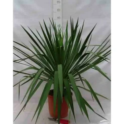 Jardintropic Plantes Méditerranéennes | - Yucca gloriosa (dague espagnole) pot de 110l 100/125cm