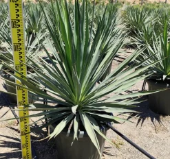 Jardintropic Plantes Méditerranéennes | - Yucca gloriosa (dague espagnole) pot de 110l 100/125cm