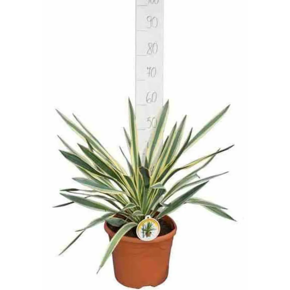 Jardintropic Plantes Méditerranéennes | - Yucca gloriosa variegata (dague espagnole) pot de 65l - 70/100cm