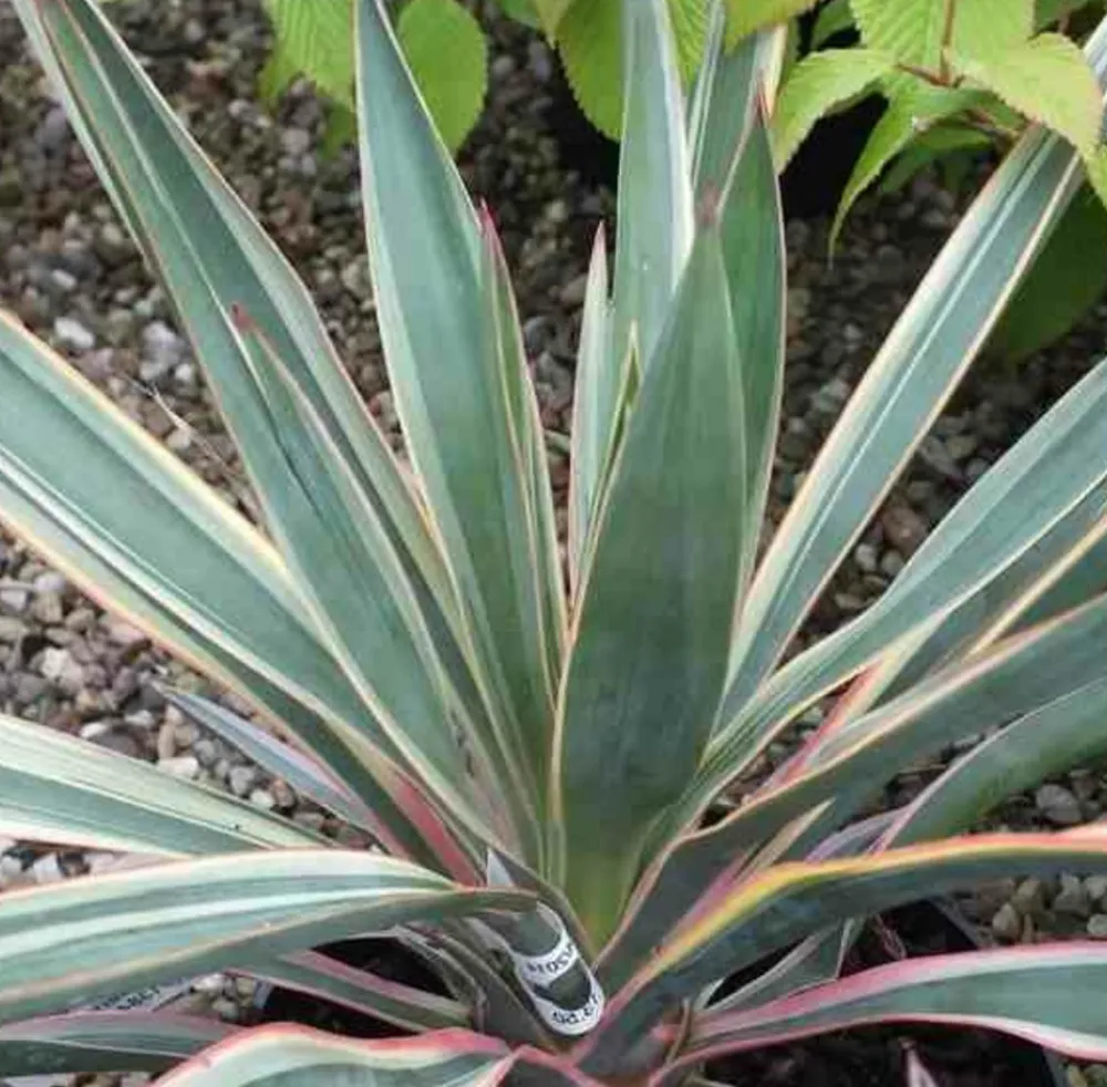 Jardintropic Plantes Méditerranéennes | - Yucca gloriosa variegata (dague espagnole) pot de 65l - 70/100cm